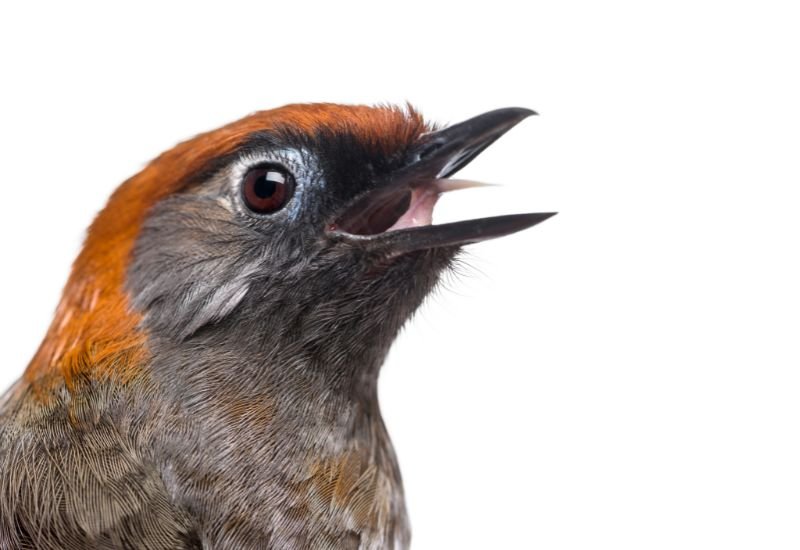 What Do Bird Tongues Look Like?